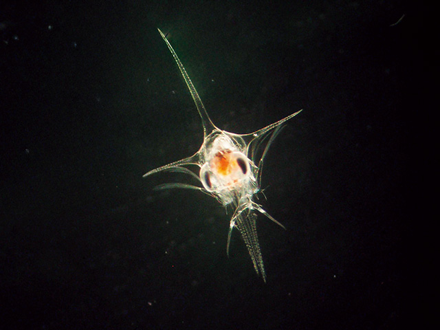 第1期ゾエア幼生