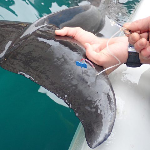 イルカの採血検査