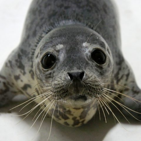 鳥取で保護されたアザラシの赤ちゃんについて｜城崎マリンワールド 