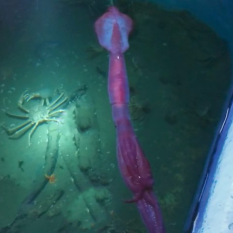 幻の深海生物”ユウレイイカ”の遊泳