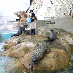 アザラシのロッククライミング