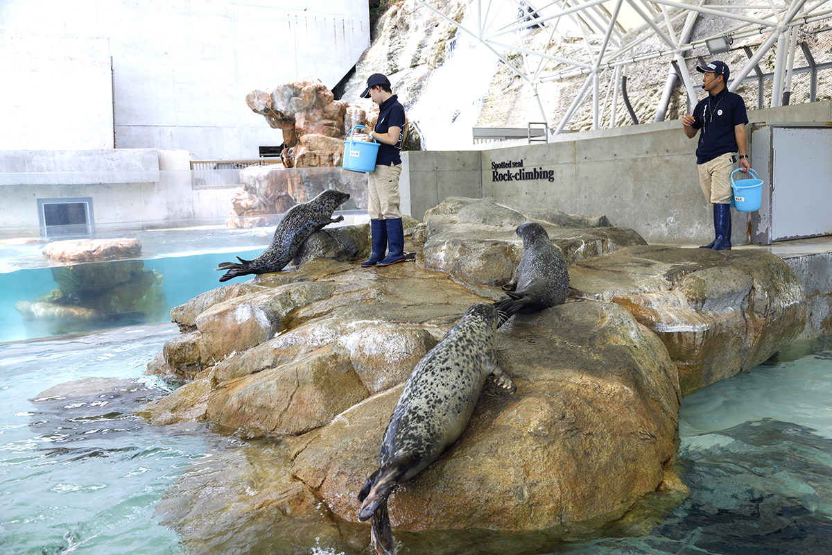 アザラシのロッククライミング