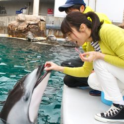 飼育員のお仕事体験ツアー ～イルカの健康管理編～