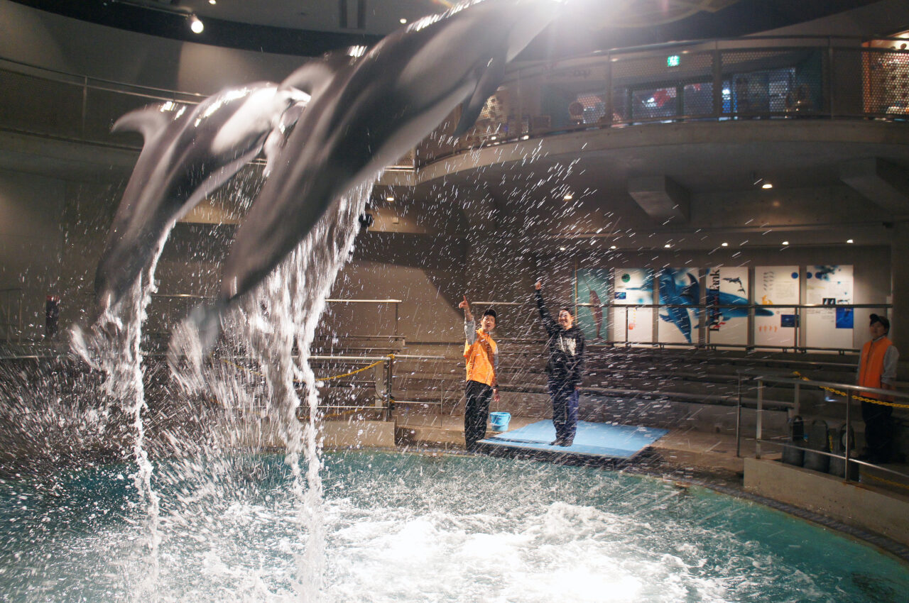 ドルフィントレーナー・オンステージ 冬編