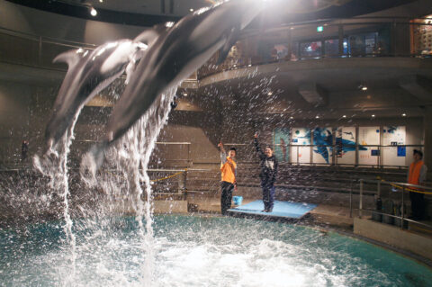 ドルフィントレーナー・オンステージ 冬編