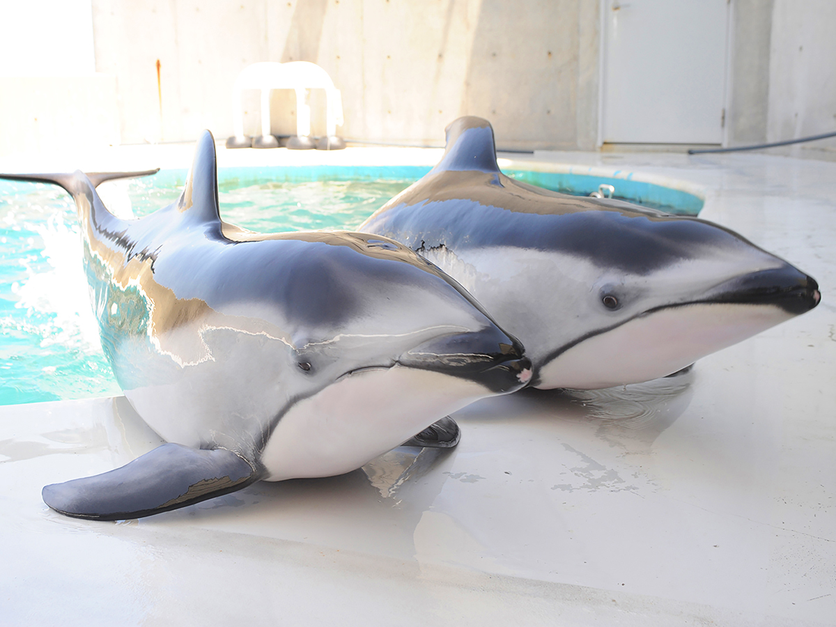 バックヤードツアー（イルカ編）