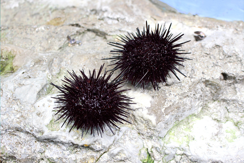 ウニのランチタイム