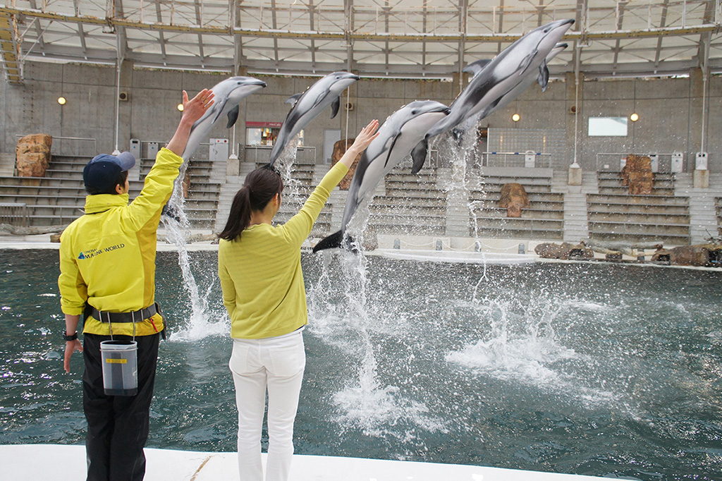 ドルフィントレーナー・オンステージ