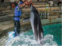 イルカのライブステージ